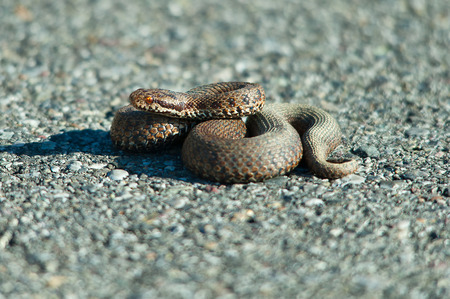 Viper adder berus on the asphalt roadの写真素材