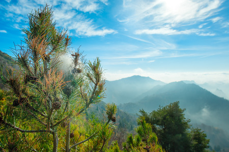 With mountain pine processionary nest in the mountainsの写真素材