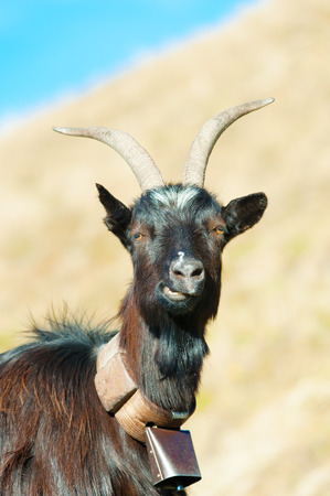 Goat ruminant with cowbellの写真素材