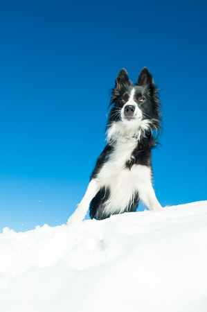 Border Collie alone in the peace of the snowの写真素材