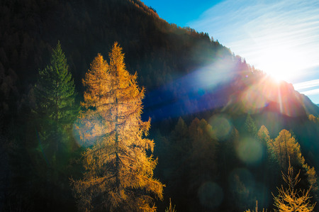 coloreded autumn landscape with trees and last sun