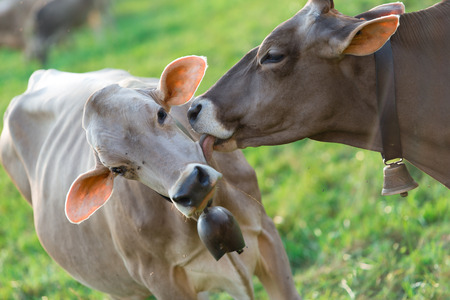 Cow licking the ears of a another cow