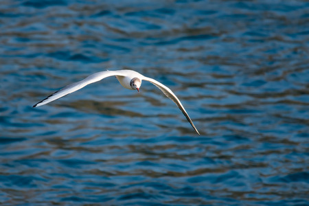 Seagull in flight over the water