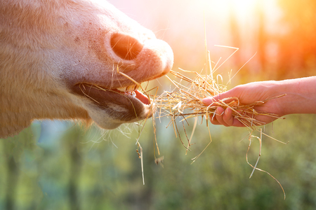 Horse eating hay brought by a handの写真素材