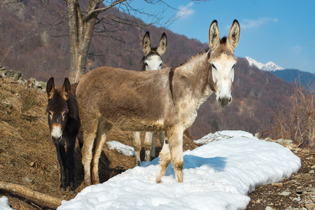 Family of donkeys in the mountains father mother and smallの写真素材