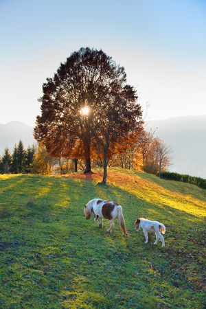 Horse mother with her little farm colorful sunsetの写真素材