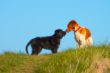 Two different dogs sniffing in a meadowの写真素材