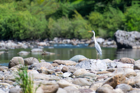Grey heron stopped on the stones in a riverの写真素材