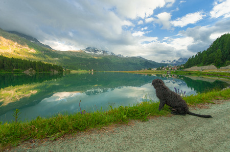 dog looks a boat in the mountain lake of Sils in Engadin valley