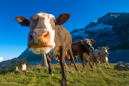 Detail of a cow while grazing with the other high in the mountains Swiss Alpsの写真素材