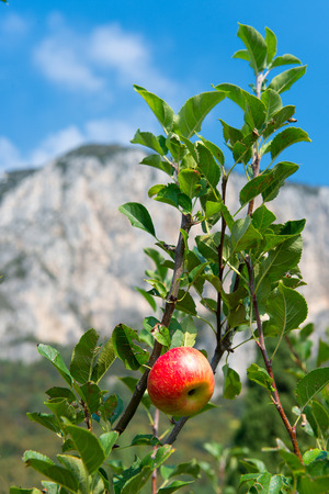 Apple on a plant grown in the mountains of northern Italyの写真素材