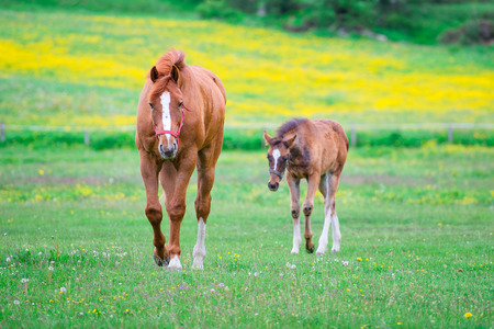 Horse mom and little in blooming meadowの写真素材