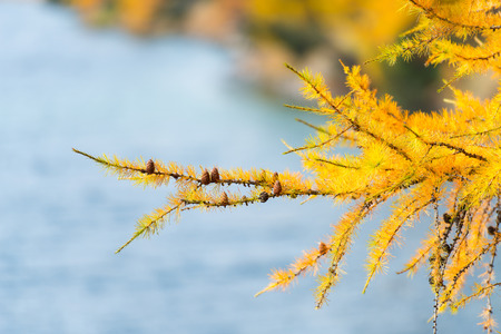 Branch of larch gold autumn color near mountain lakeの写真素材