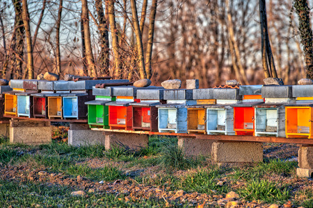 Bee hives colored to stand side by side on the field in northern Italy