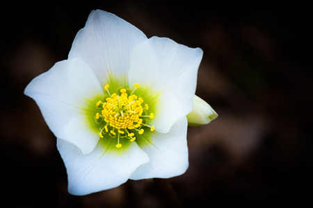 Helleborus niger white flower in the woodの写真素材