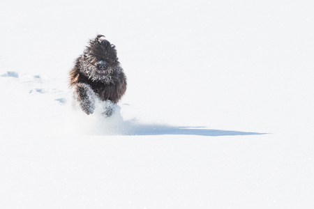 Bergamasco Sheepdog black runs in fresh snowの写真素材