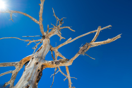 Dried tree burned from erupting the park of the Etna volcanoの写真素材