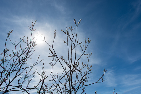 Buds on the branches to the sun mountain in Switzerlandの写真素材