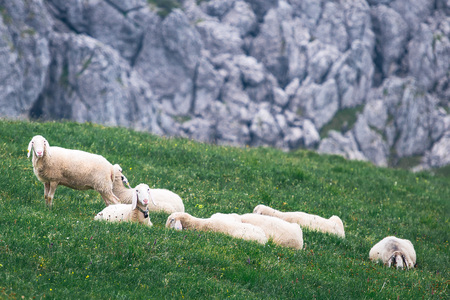 Sheep grazing on the italians mountainsの写真素材