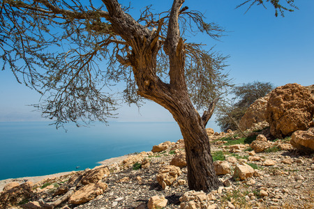 En Gedi Desert Oasis On the western shore of the Dead Sea in Israel in springの写真素材
