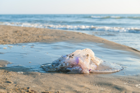 Big jellyfish on the beach.