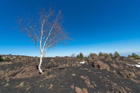 Betula aetnensis in the park of the Etna volcano in Sicily on old eruption.の写真素材