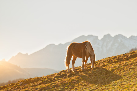 Horse grazes in a mountain meadow on the Alps.の写真素材