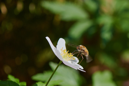 Bee sucking flower nectar Anemone nemorosa near the forest.の写真素材