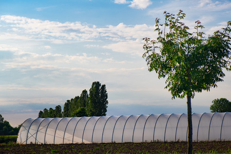Large greenhouse for the cultivation of vegetables near Bergamo in northern Italy.の写真素材