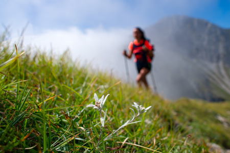Edelweiss protected mountain flower while passing a hiker on the trail.の写真素材