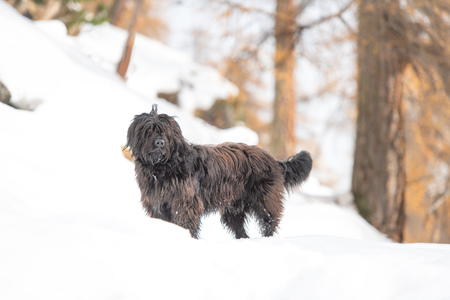 Shepherd dog in the snow in a wood.の写真素材