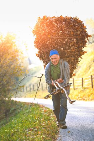 SERINA, ITALY - November 11, 2017: Farmer with a leafy basketel is coming back from work in the mountainsのeditorial素材