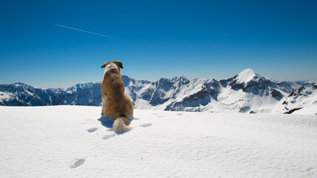 Dog in the mountains on the snow observes the landscape.の写真素材