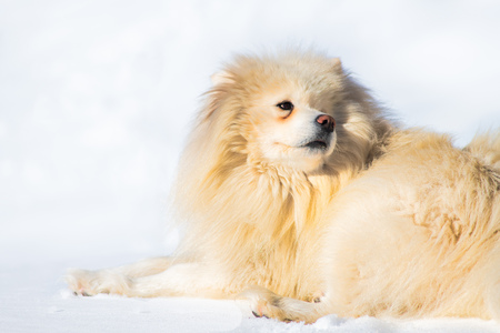Samoyed dog in the snow white looks backの写真素材