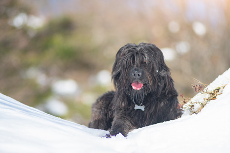 Bergamo Shepherd crossbreed dog. In the snow in the mountainsの写真素材
