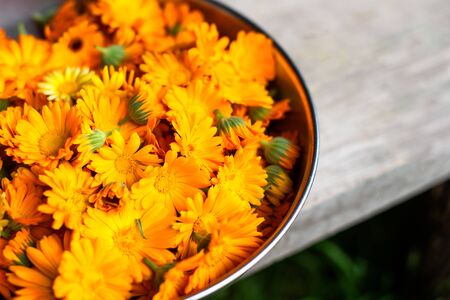 Freshly picked marigold flowers. In the bio centerの写真素材