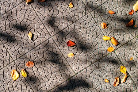 Small autumn leaves fallen to the ground in the shade of plantsの写真素材