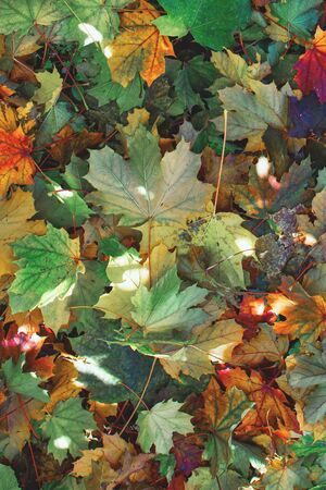 Freshly fallen autumn leaves from plants