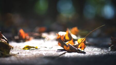 Delicate autumn leaves on the ground among the rays of the sunの写真素材