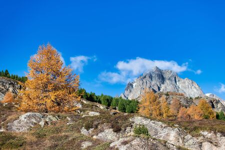 Rocky mountain in autumnal landscape with a gold colored larchの写真素材