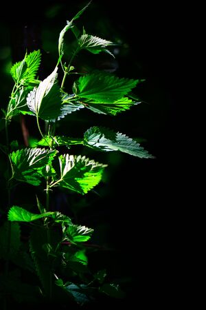 Detail of nettle plant on a black background