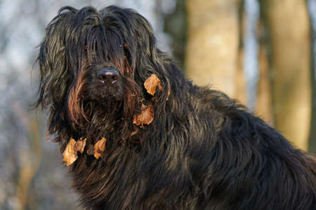 Portrait of bergamasco shepherd dog in the woods