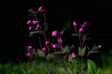 Silene Dioica flowers in spring with dark background