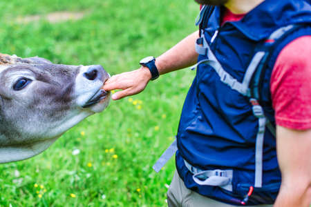 The hand of a man during a trek in the mouth of a cowの写真素材