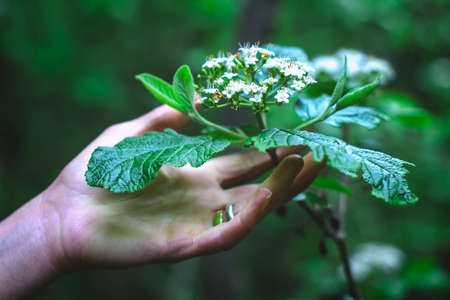 A woman's hand holds a flower with leaves without tearing it