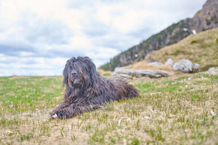 Bergamasco shepherd dog looks grazing sitting in a meadowの写真素材
