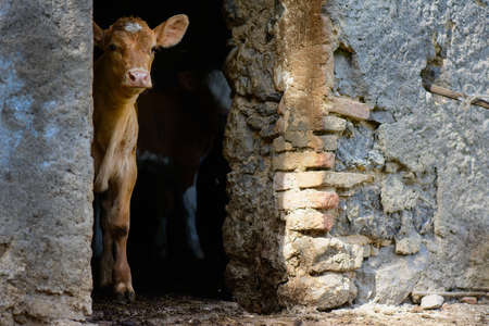 A calf on the door of a stableの写真素材
