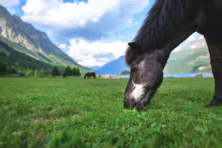 A black horse tip in the lawn in the high mountainsの写真素材