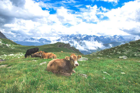 Some cows grazing on the meadows of the Swiss alpsの写真素材