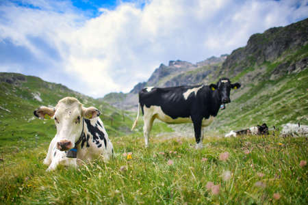 Swiss cows rest in the pastureの写真素材